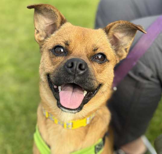 Photo of Roscoe