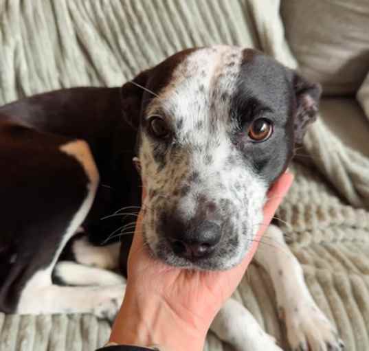 Photo of Speckles (HW-)