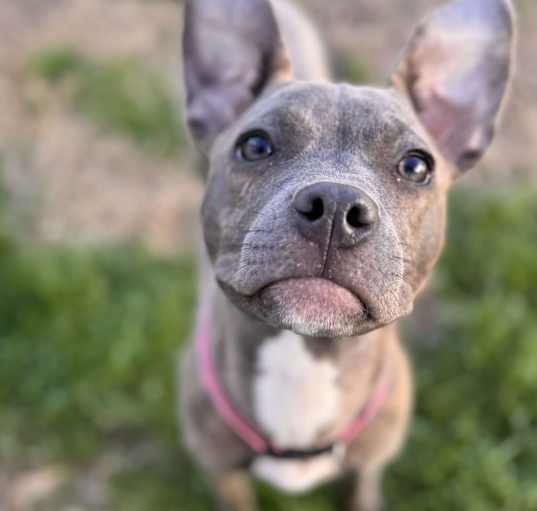 Photo of Bitsy