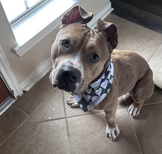 Photo of Arlo