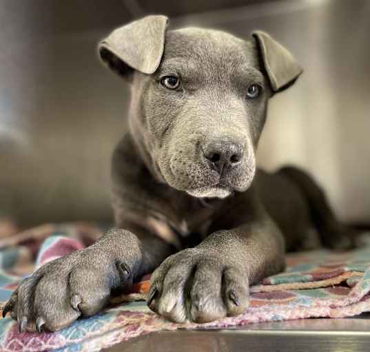 Photo of Flint