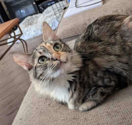 Photo of Tulip