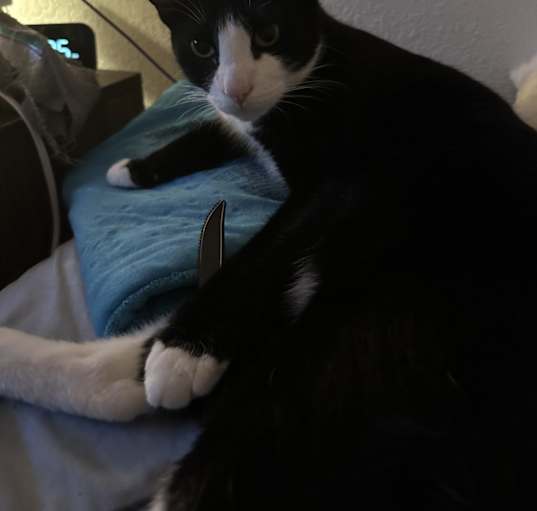 Photo of Tux