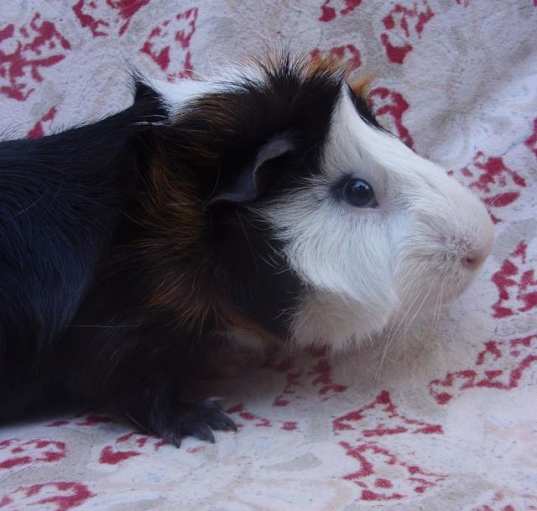 Photo of SCRUNGLY