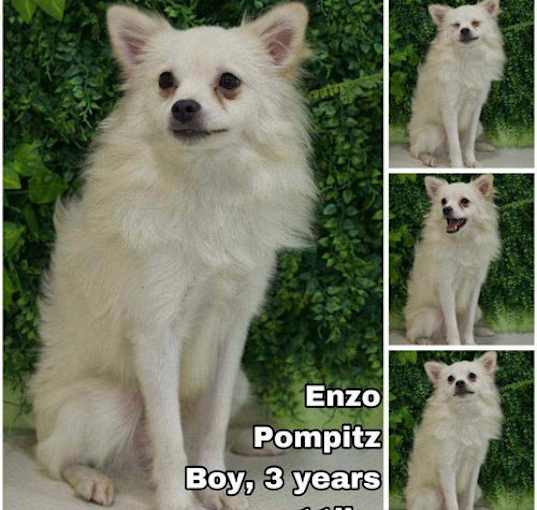 Photo of Enzo from Korea