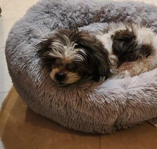 Photo of Ruby