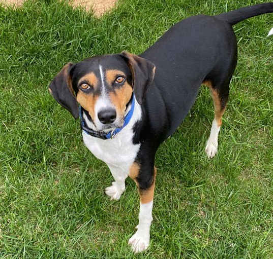 Photo of Barney