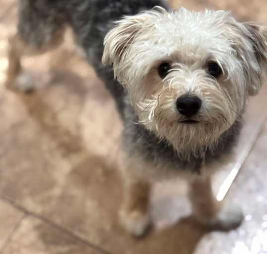 Photo of Otis