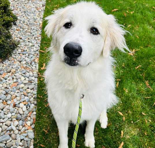 Photo of Odin