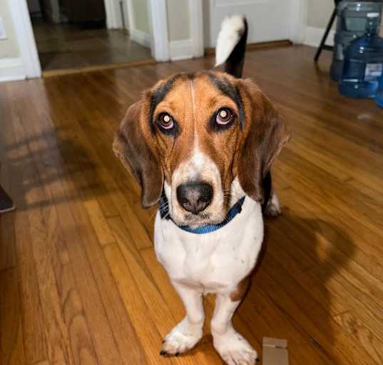 Photo of Buddy