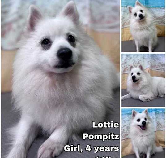 Photo of Lottie from Korea