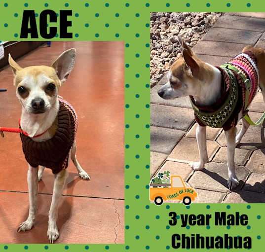 Photo of ACE – 3 YR MALE CHIHUAHUA