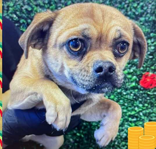 Photo of BENNY – 2 YR MALE PUGGLE