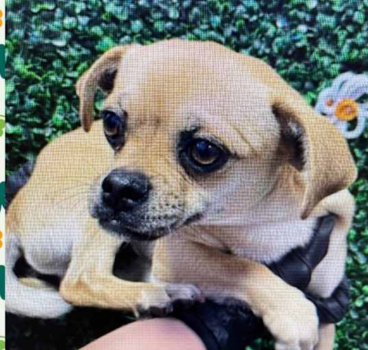 Photo of BO – 2 YR MALE PUGGLE