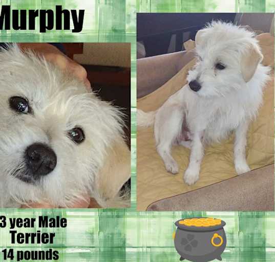 Photo of MURPHY – 3  YEAR TERRIER MIX