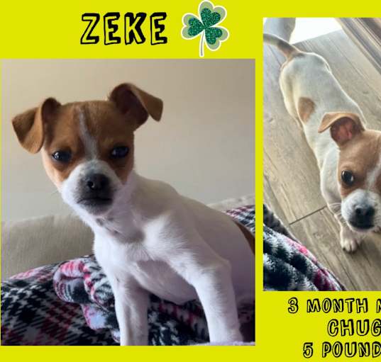 Photo of ZEKE – 3 MONTH CHIHUAHUA MALE