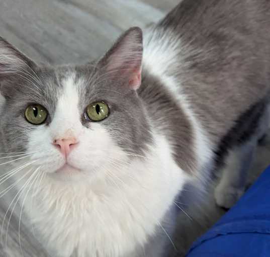 Photo of Zephyr