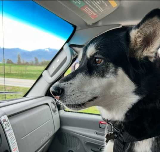 Photo of Bailey (Courtesy Post)