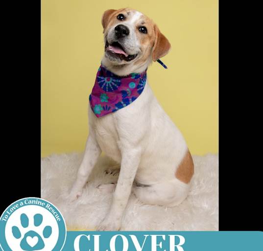 Photo of Clover (St. Patty's Pups) 030825