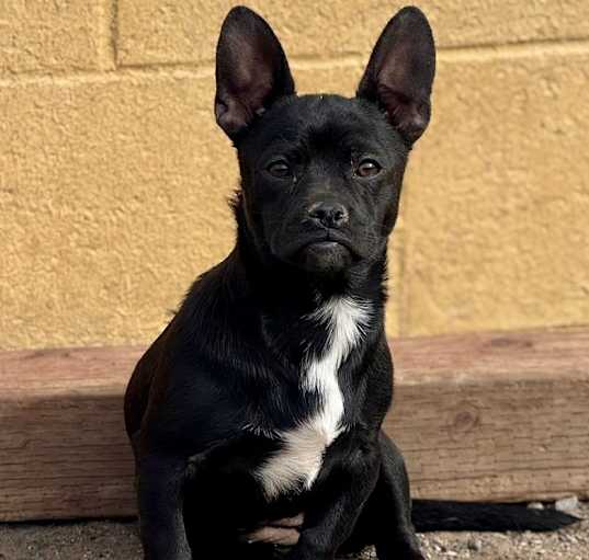 Photo of Sammie