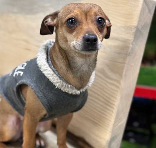 Photo of Meerkat