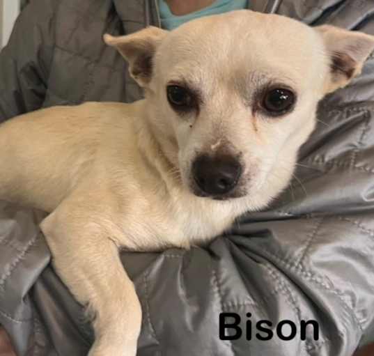 Photo of Bison