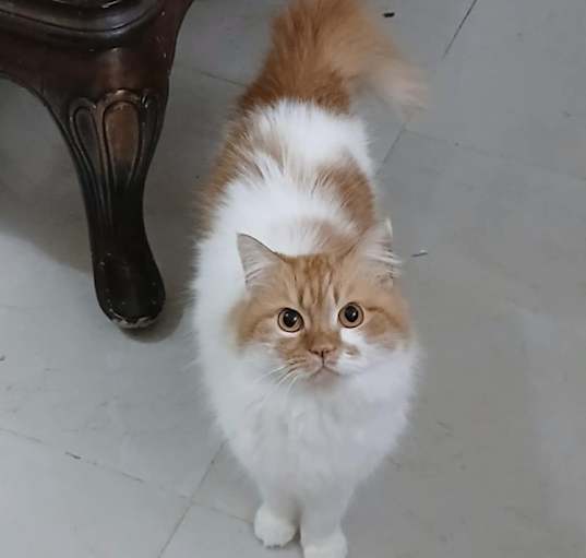 Photo of Soska