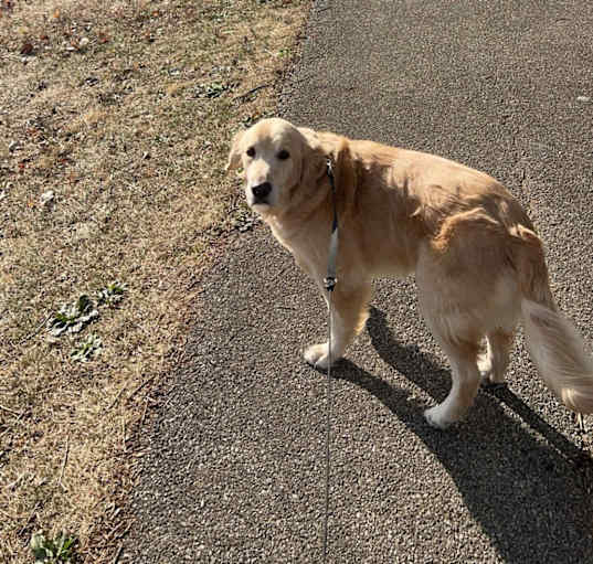 Photo of Bailey