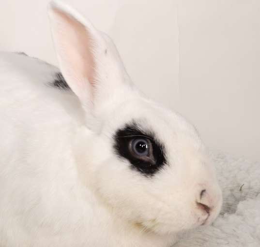 Photo of Bandit