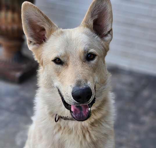 Photo of Beau