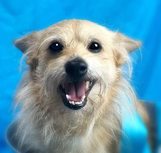 Photo of Simba