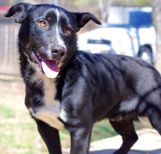 Photo of Angus