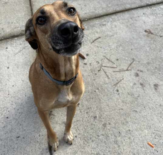 Photo of Izzy