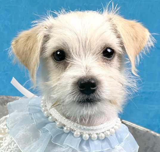Photo of Lacie