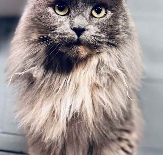 Photo of Dusty