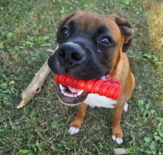 Photo of Cooper