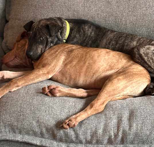 Photo of pax and pie