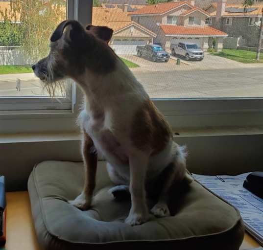 Photo of Indie