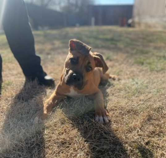 Photo of Scoobs