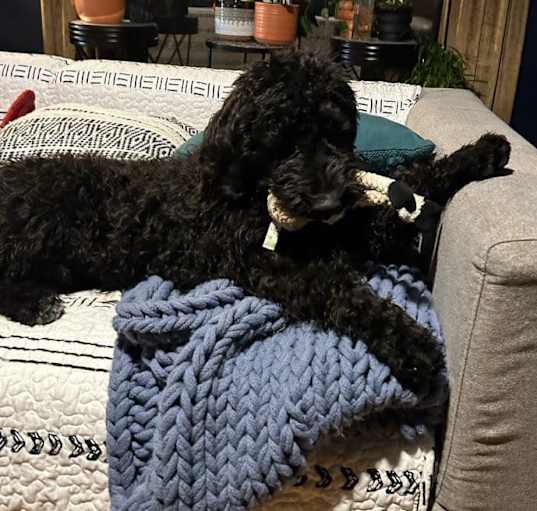 Photo of Booker