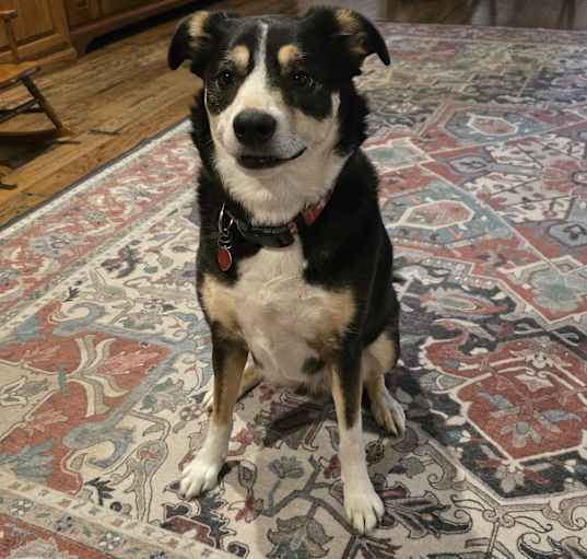 Photo of Izzy