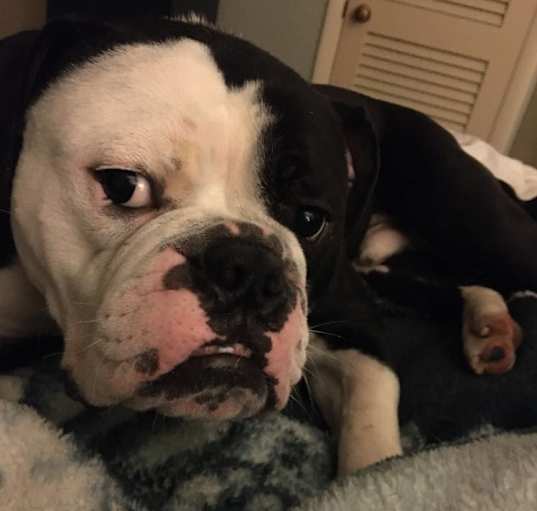 Photo of Ace