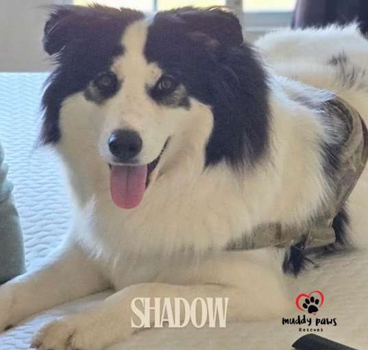 Photo of Shadow (Courtesy Post)