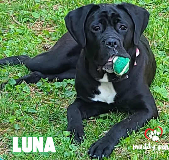 Photo of Luna (Courtesy Post)