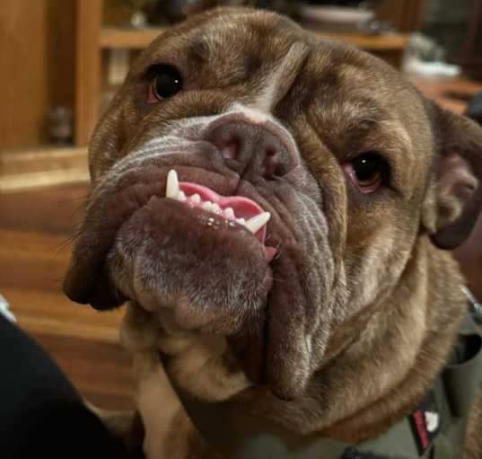Photo of Champ