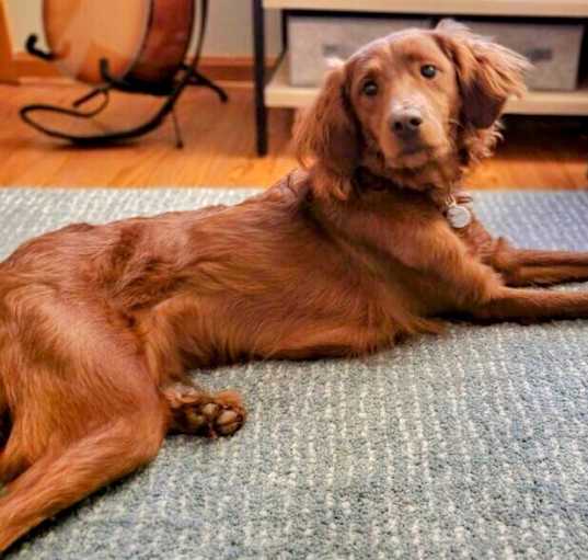 Photo of Tater (Tot)