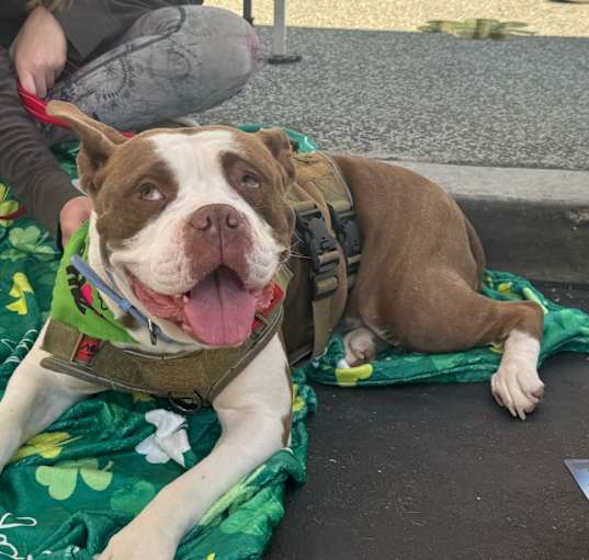 Photo of Lucky