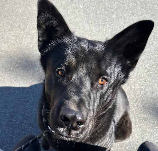 Photo of Jet
