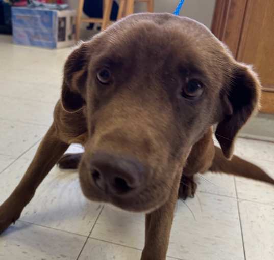 Photo of Josie