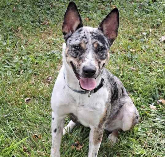 Photo of Pepper